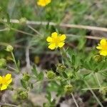 Potentilla pensylvanica flower picture by Gritti Andrea (cc-by-sa)