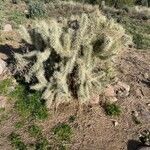 Cylindropuntia fulgida leaf picture by Brent Brent (cc-by-sa)