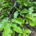 Quercus pubescens leaf picture by patrice pantoni (cc-by-sa)