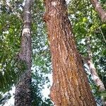 Quercus pachyloma habit picture by Dieter Albrecht (cc-by-sa)