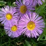 Erigeron speciosus flower picture by Ludmila Koláčková (cc-by-sa)