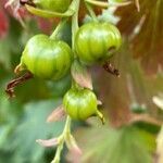 Ribes aureum fruit picture by Francois Mansour (cc-by-sa)