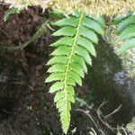 Polystichum lonchitis leaf picture by margarida vila (cc-by-sa)