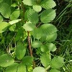 Rubus armeniacus leaf picture by Schuller Ton (cc-by-sa)