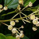 Axinaea costaricensis fruit picture by Nelson Zamora Villalobos (cc-by-nc)