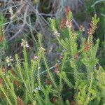 Erica multiflora habit picture by Jaime Ghuetu (cc-by-sa)