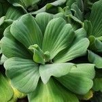 Pistia stratiotes leaf picture by Chee Keong Chan (cc-by-sa)