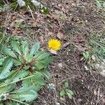 Taraxacum obovatum flower picture by Francis Courtois (cc-by-sa)