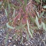 Eucalyptus microcarpa leaf picture by Cook David (cc-by-sa)