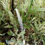 Veronica spicata flower picture by Patrycja (cc-by-sa)