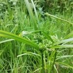 Cyperus eragrostis habit picture by Dimas Fernández Otero (cc-by-sa)