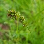 Carex spicata fruit picture by Hosseini Amjad (cc-by-sa)