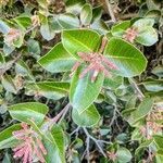 Rhus ovata leaf picture by Reya Andrews (cc-by-sa)