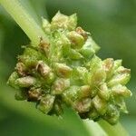 Amaranthus blitum fruit picture by Yoan MARTIN (cc-by-sa)