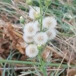 Erigeron sumatrensis flower picture by Javier Hormigos (cc-by-sa)