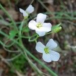 Arabidopsis halleri (l.) o'kane flower picture by Tomaž Jančar (cc-by-sa)