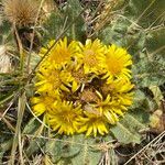 Inula rhizocephala habit picture by Lennaert Steen (cc-by-sa)