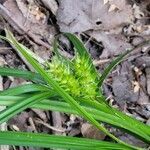 Carex lupulina flower picture by Hannah Shaw (cc-by-sa)