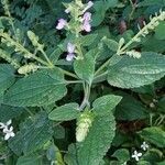 Scutellaria ovata flower picture by Gayle Judkins (cc-by-sa)