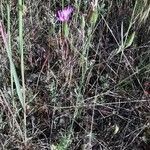 Crupina crupinastrum habit picture by Benito Soto Fernando (cc-by-sa)