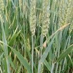 Triticum turgidum habit picture by Gabriele (cc-by-sa)