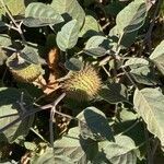 Datura wrightii fruit picture by Jill Barkdull (cc-by-sa)