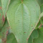 Rhynchanthera grandiflora leaf picture by R. Tournebize (cc-by-sa)