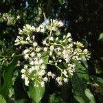 Ehretia philippinensis flower picture by Noel Dionson (cc-by-sa)