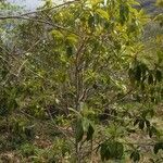 Foetidia mauritiana habit picture by S. Dufour-Kowalski (cc-by-sa)