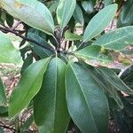 Magnolia virginiana leaf picture by susan white (cc-by-sa)