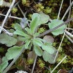 Viola kitaibeliana leaf picture by Sylvain Piry (cc-by-sa)