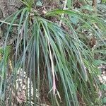 Billbergia nutans habit picture by Trap Hers (cc-by-sa)