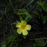 Turnera scabra habit picture by Nelson Zamora Villalobos (cc-by-nc)