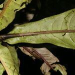 Ardisia auriculata leaf picture by Nelson Zamora Villalobos (cc-by-nc)