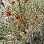 Juncus acutus leaf picture by Luca Surian Luca Surian (cc-by-sa)