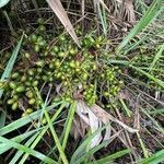 Serenoa repens fruit picture by ilse salcedo (cc-by-sa)