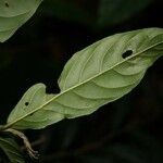 Ryania speciosa leaf picture by Jean-François Molino (cc-by-sa)