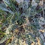 Astragalus incanus habit picture by Denis Bastianelli (cc-by-sa)