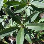 Illicium floridanum leaf picture by Zach Barrett (cc-by-sa)