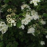 Spiraea chamaedryfolia habit picture by Egon Krogsgaard (cc-by-sa)