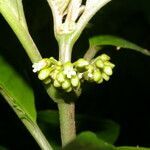 Besleria flavovirens fruit picture by Nelson Zamora Villalobos (cc-by-nc)