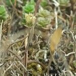 Bupleurum baldense flower picture by Christophe Rollier (cc-by-sa)