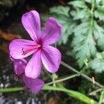 Geranium maderense flower picture by Bonk Agata (cc-by-sa)