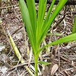 Cyrtopodium palmifrons leaf picture by Flor Alex (cc-by-sa)