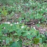 Trillium simile leaf picture by Maarten Vanhove (cc-by-sa)