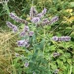 Mentha longifolia habit picture by Daniel Barthelemy (cc-by-nc)