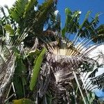 Ravenala madagascariensis leaf picture by Sarami (cc-by-sa)