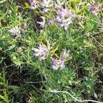 Lathyrus pubescens habit picture by Trap Hers (cc-by-sa)