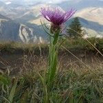 Centaurea uniflora habit picture by Gabriel Ollivier (cc-by-sa)