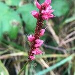 Persicaria orientalis flower picture by David Hocken (cc-by-sa)